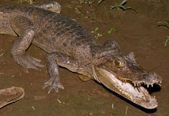 crocodilia