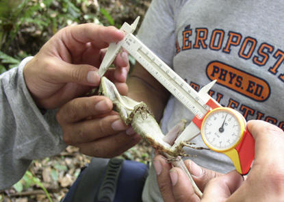 Measuring body length in a lizard