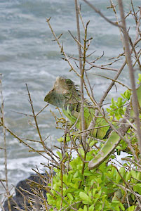 An Iguana, one of our study subjects at reserva Congal