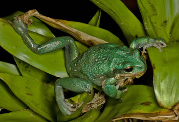 Gastrotheca riobambae