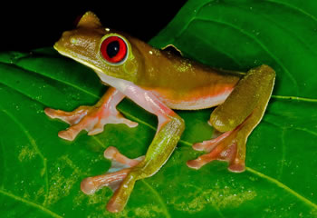 agalychnis spurelli