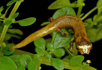 bolitoglossa_sima