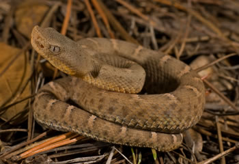 Crotalus willardi obscurus