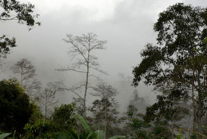 Serra Pata de Pajaro