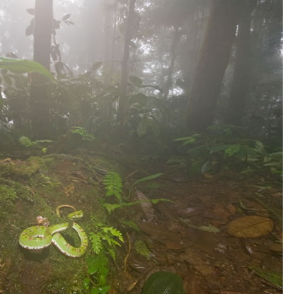 eyelash viper